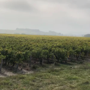 Domaine Villemaine Producteur De Vin A Blois Realisations 23