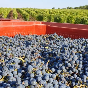 Domaine Villemaine Producteur De Vin A Blois Realisations 47