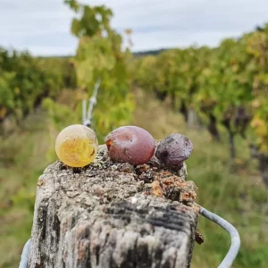 Domaine Villemaine Producteur De Vin A Blois Realisations 48