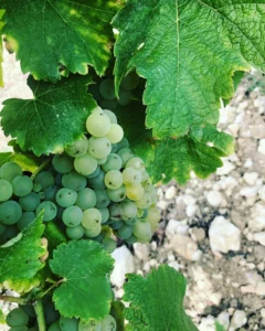 Domaine Villemaine Producteur De Vin A Blois Realisations 67